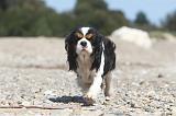 CAVALIER KING CHARLES 197